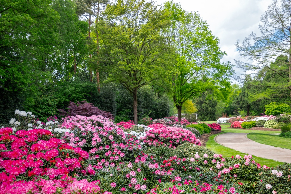 Ein Park in dem viele bunte Rhododendren blühen und ein Weg langführt.
