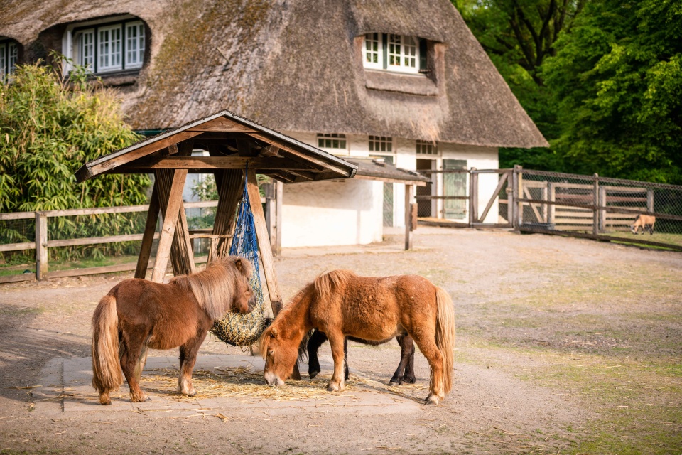 Two horses stand in the animal enclosure of the Bürgerpark