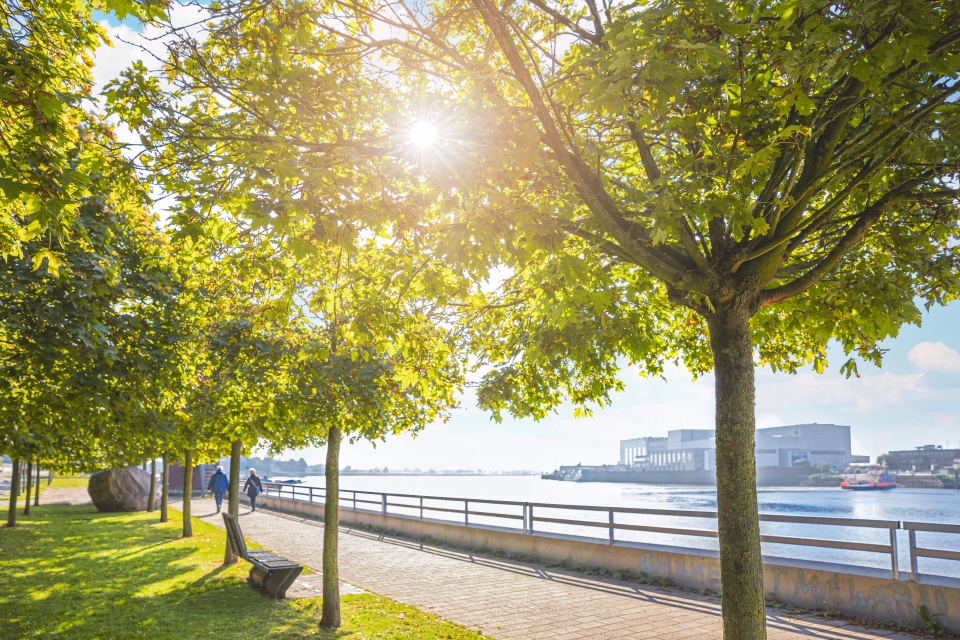 An einer Weserpromenade spazieren Menschen. Eine kleine Allee aus Bäumen steht davor.