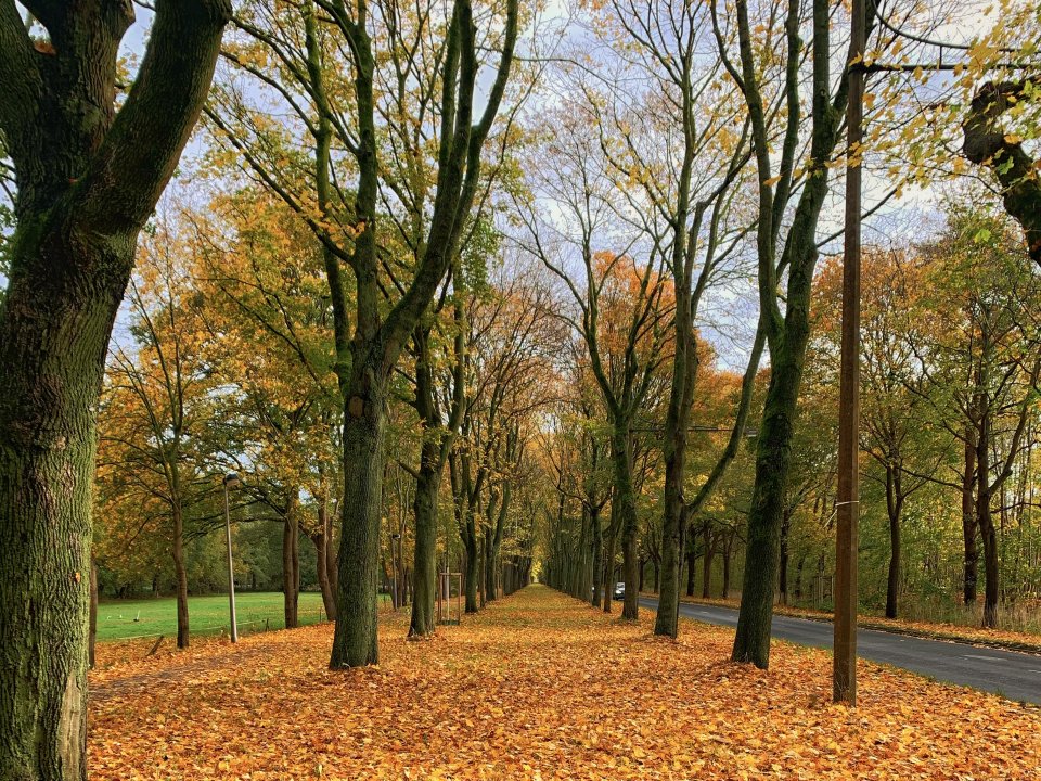 Eine Baumallee, an dessen linker Seite eine Straße verläuft. Der Boden ist von bunten Blättern bedeckt.