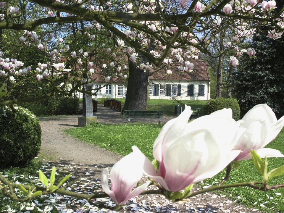 Magnolienblüte im Riensbergpark mit Blick auf das Haus Riensberg.