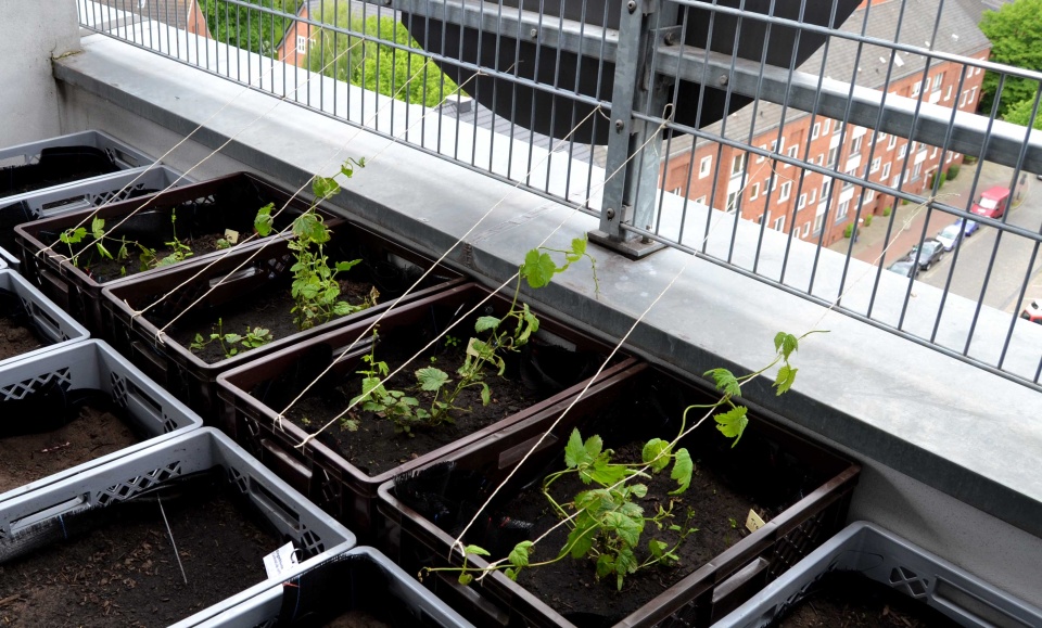 Kleine Hopfenpflänzchen im Dachgarten der Volkshochschule