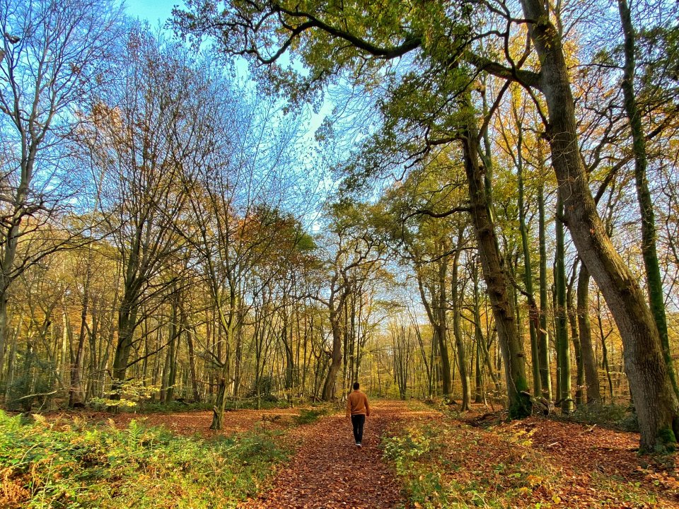 Ein Mann läuft über einen langen Weg im Wald. Die Blätter an den Bäumen sind orange. 