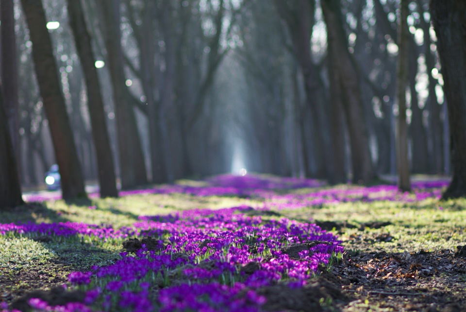 Eine Blumenallee aus lilafarbenen Krokussen, die von Bäumen gesäumt ist.