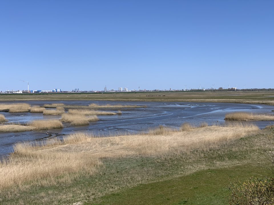 Es ist ein weites Feld zu sehen. Im Hintergrund stehen Kühe auf einer Weide und am Horizont ist die Skyline von Bremerhaven zu sehen.