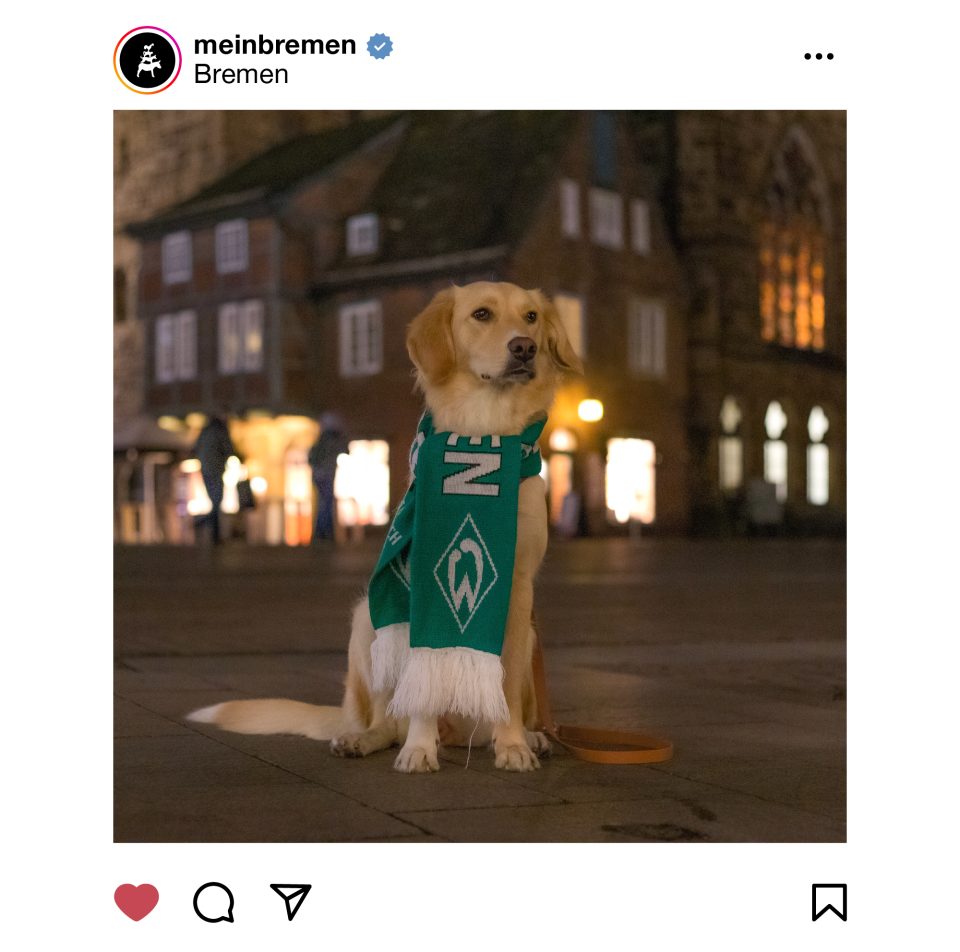 Ein Golden Retriever trägt einen Werder Schal und sitzt in der Bremer Innenstadt.