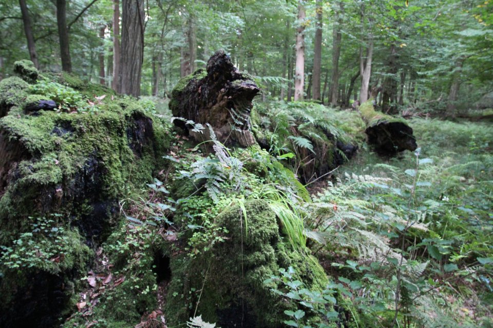 Ein alter Baum liegt auf dem Boden. Darauf sind Moos und andere Pflanzen gewachsen. Im Hintergrund sind weitere Bäume zu sehen. 