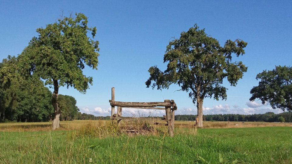 Auf einer Weide steht ein Holzkonstrukt. Im Hintergrund stehen Kühe. 