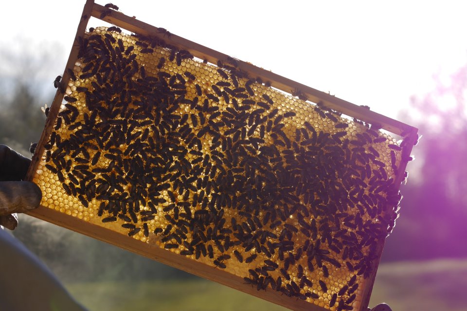 Eine Bienenwabe wird gegen das Licht gehalten.
