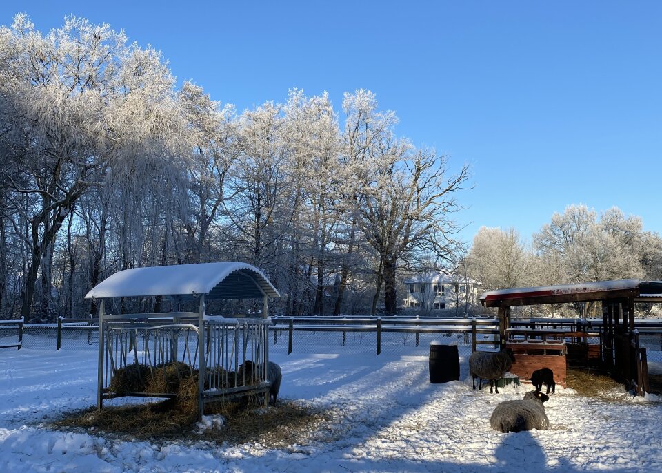 Schafe liegen im Schnee vor einem Futterkrug.