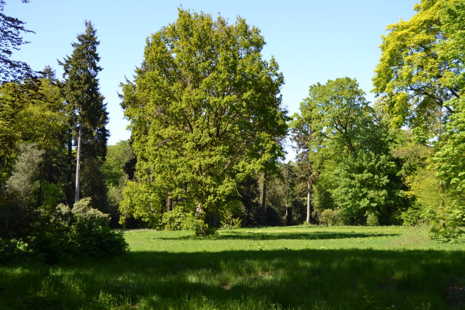 Eine Wiese in Wätjens Park