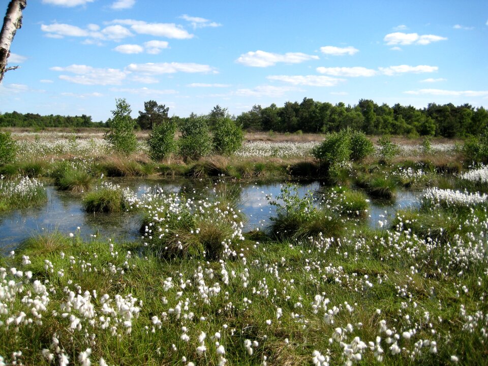 Ein kleiner Bach schlängelt sich über ein Feld. Auf dem Feld wächst Wolle. 