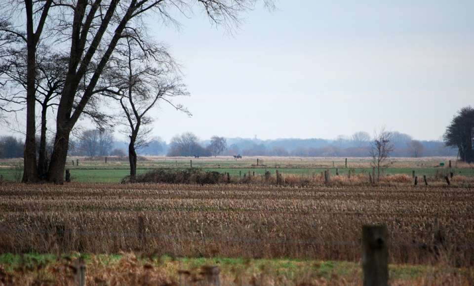 Wiesenlandschaft mit Bäumen und Pferden im Hintergrund