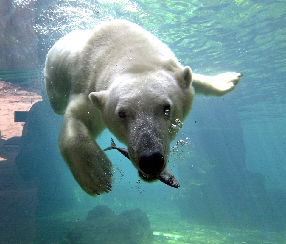 Ein Eisbär unter Wasser mit einem Fisch im Maul