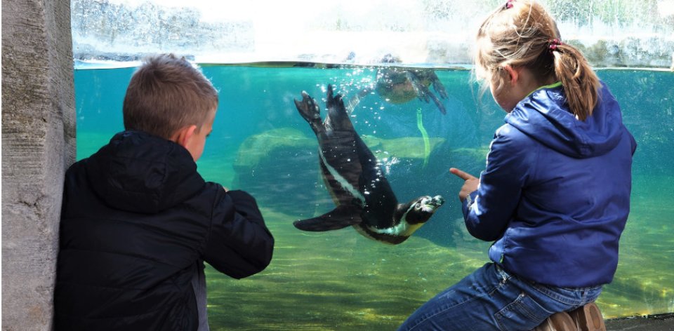 Zwei Kinder betrachten einen Pinguin in einem Wasserbecken